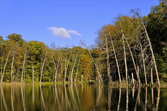 Lake Schweingartensee in the autumn