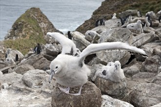 Black-browed albatross (Thalassarche melanophris) chicks on nest
