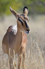 Black-faced Impala (Aepyceros melampus petersi)