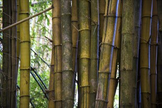 Giant Bamboo (Dendrocalamus giganteus)