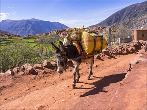 Burro or pack mule carrying a heavy load on a path in the Atlas Mountains