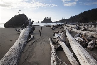 Driftwood at Second Beach in Olympic National Park