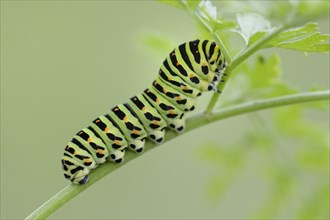 Caterpillar of an Old World Swallowtail (Papilio machaon)