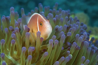 Pink Skunk Clownfish or Pink Anemonefish (Amphiprion perideraion)