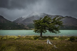 Tree in a storm