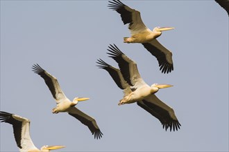 Great White Pelicans (Pelecanus onocrotalus) group in flight