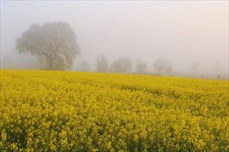 Blooming rapeseed field in front of trees in fog at dawn