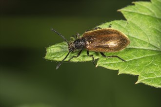 Darkling beetle (Lagria hirta) on leaf of a Nettle (Urtica)