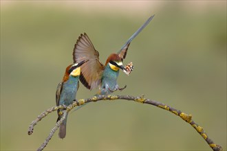 Two bee-eaters (Merops apiaster)