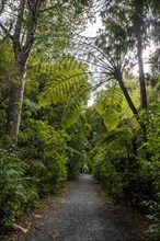 Tree ferns (Cyatheales) next to hiking trail in Kauri Forest