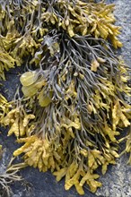 Spiral Wrack or Flat Wrack (Fucus spiralis) and Chanelled Wrack (Pelvetia canaliculata)