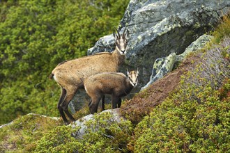 Chamois (Rupicapra rupicapra)