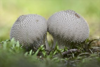 Umber-Brown Puffball (Lycoperdon umbrinum)