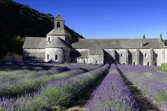 Cistercian abbey Abbaye Notre-Dame de Senanque