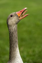 Greylag Goose (Anser anser)