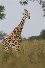 Rothschild's Giraffe (Giraffa camelopardalis rothschildi)
