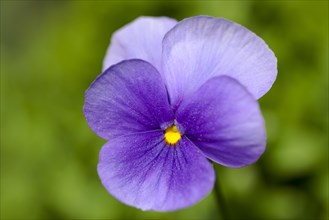 Horn Violet (Viola cornuta)
