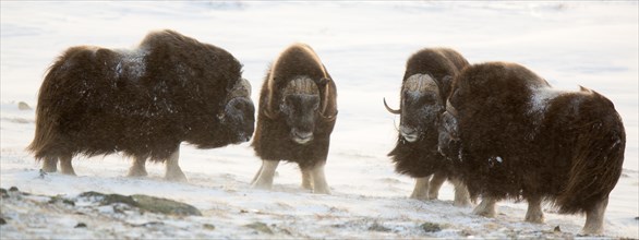 Four male musk oxen (Ovibos moschatus)