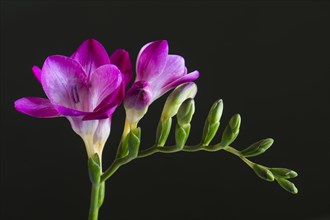 Freesia flower (Freesia)