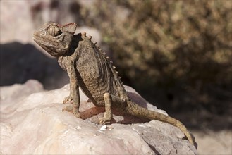 Namaqua Chameleon (Chamaeleo namaquensis) near Swakopmund