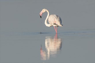 American Flamingo (Phoenicopterus ruber) foraging for food
