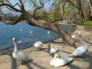 Swans on the shores of Lago di Lugano