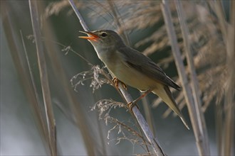 Reed Warbler (Acrocephalus scirpaceus) singing