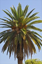 Date Palm (Phoenix)
