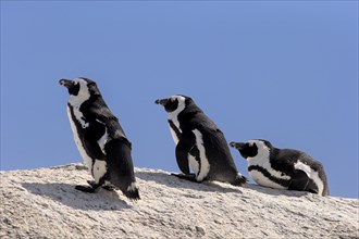 African Penguins (Spheniscus demersus) on rocks