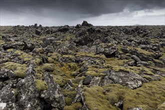 Elongate Rock Moss (Niphotrichum elongatum) growing in a lava field