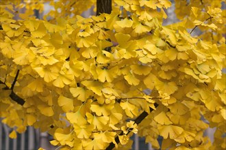 Golden yellow autumn leaves of Ginkgo (Ginkgo biloba)