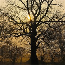 Old English Oak (Quercus robur) at sunrise