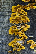 Wood-decomposing Hairy Stereum fungus (Stereum hirsutum)