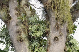 Tree trunk with Bromeliads (bromeliacea sp.) and Tillandsia (Tillandsia sp.)