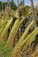 Flax sheaves are dried
