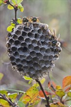 Paper Wasps (Polistes Nimpha) at nest