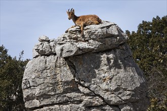 Iberian Ibex (Capra pyrenaica) in the Karst mountains