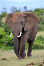 African Elephant (Loxodonta africana)