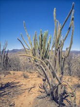 San Pedro Cactus (Echinopsis pachanoi)