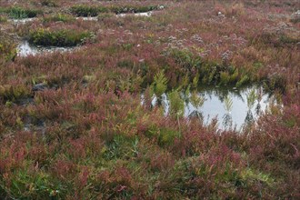 Salt meadow with glasswort (Salicornia europaea) and sea lavender (Limonium vulgare)