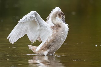 Young Mute Swan (Cygnus olor) standing in water