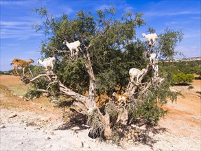 Goats (Capra) feeding on Argan fruits or Argan nuts on an Argan tree (Argania spinosa)