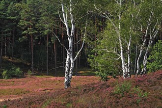 Birch (Betula) and pine (Pinus sylvestris) in a landscape with blooming heather (Calluna vulgaris)
