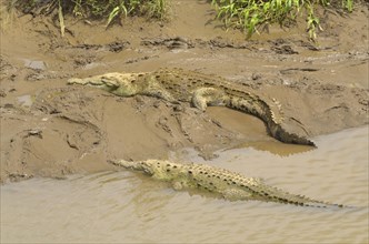 American Crocodiles (Crocodylus acutus) on the Rio Grande de Tarcoles