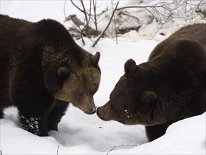 Brown Bears (Ursus arctos) in snow