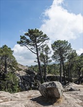 Mountain landscape with pine trees and rock