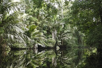 Palm trees and jungle plants are reflected in the Cano Palma