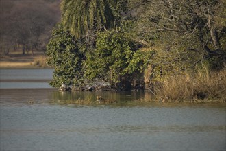 Wild Indian Tigers or Bengal Tigers