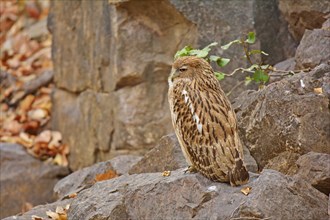 Portrait of a Brown Fish Owl (Ketupa zeylonensis) perched on a rock in Ranthambore