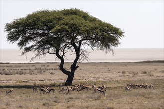 Springbok herd (Antidorcas marsupialis) under an umbrella acacia tree